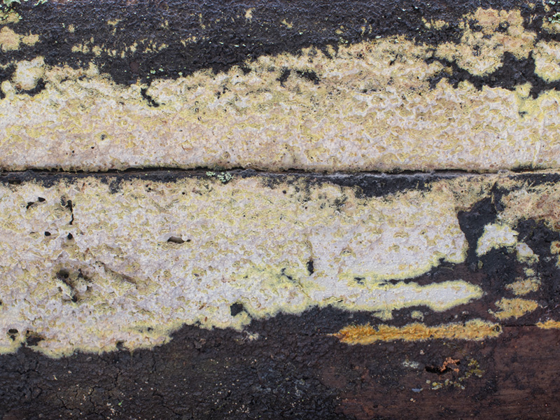 Amylocorticium canadense